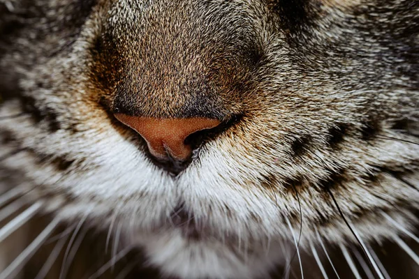 Closeup Tabby Cat Face Macro — Stock Photo, Image