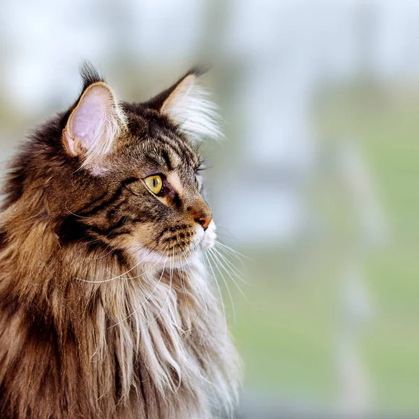 Szürke Fekete Cirmos Maine Coon Macska Látszó Kívül Ablakon Másolás — Stock Fotó