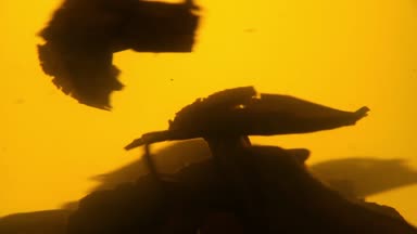 Yeşil çay yaprakları float, spin, koşuşturma ve döndürme şeffaf dolu cam demlik çay hazırlama, ağır çekim, bira sırasında aşırı yakın düşük açılı yan görünüm