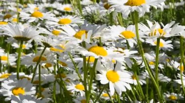 Beyaz Bahçe papatya papatya (Matricaria) çiçek yeşil arka plan üzerinde düşük açılı görünüş rüzgarda sallayarak kapatın