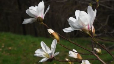 Üç beyaz Manolya çiçek yeni tomurcukları ile rüzgarda arka plan yeşil çim üzerinde titremeye ve ağaçlar, yan görünüm, Full Hd 1080, kapatın