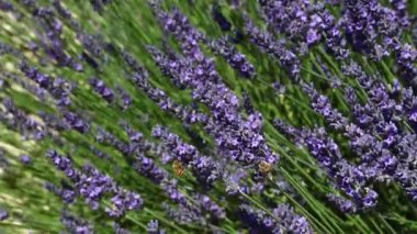 Bal arısı pollen mor lavanta çiçekleri alanında, düşük açılı görünümü kapatın