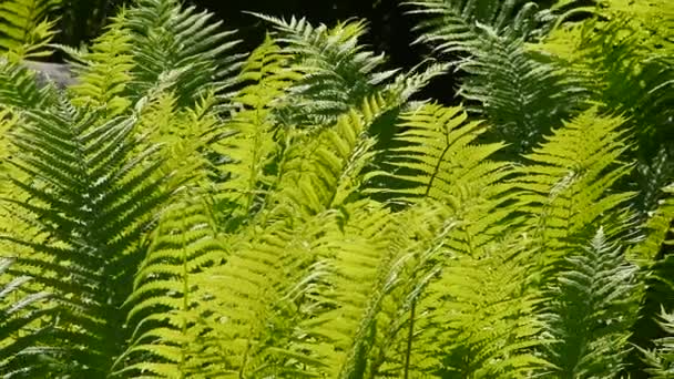 闭上绿蕨树叶在风中摇晃在黑暗的背景下 低角度视图 — 图库视频影像