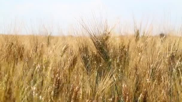 近距离挥舞成熟成熟的小麦全耳穗在晴朗的天空下 低角度看风的震动 — 图库视频影像