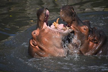 İki su aygırı yüzer ve suda oynarlar.