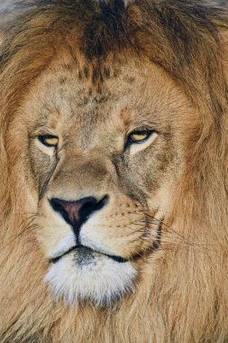 Kameraya bakarak güzel yele ile olgun erkek Afrika aslanı portresi kapatın