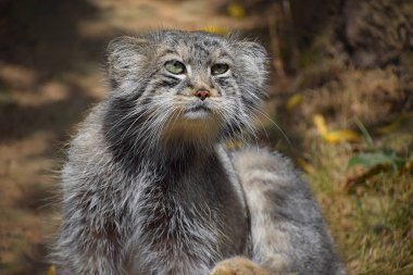 Kameraya bakan sevimli bir Manul kedi yavrusu (Pallas 'ın kedisi veya Otocolobus manul) portresi, düşük açılı görünüm