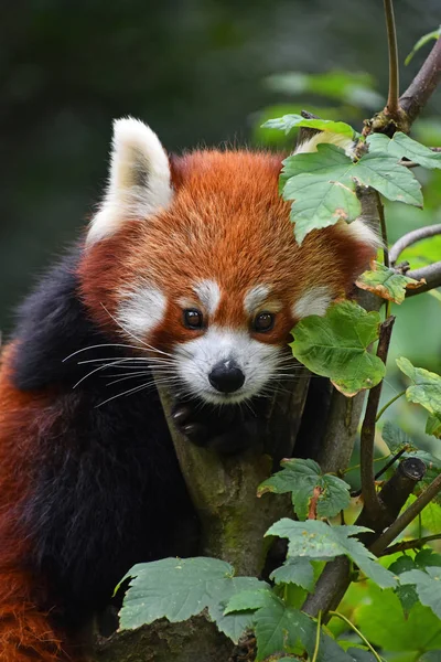 Close Portrait One Cute Red Panda Green Tree Looking Camera — Stock Photo, Image