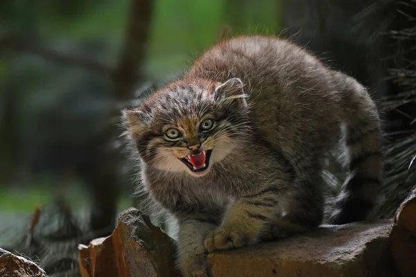 关闭一个可爱的手动小猫的肖像 帕拉斯的猫或 Otocolobus 看着相机警报 嘶声和咆哮与嘴张开 低角度的看法 — 图库照片
