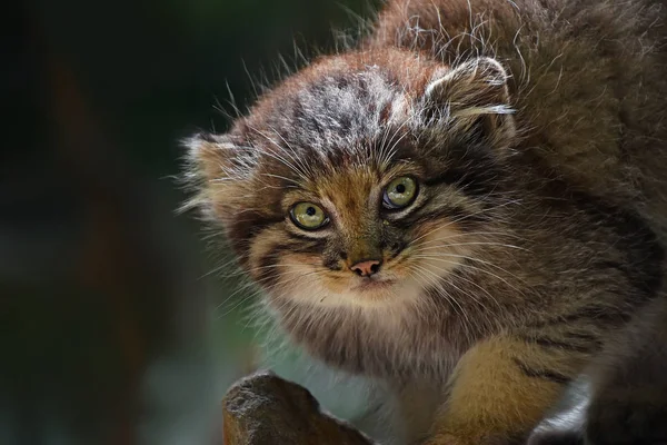 カメラを見るかわいいマヌル子猫 パラスの猫やタコバスマヌル の肖像画を閉じます 低角度ビュー — ストック写真