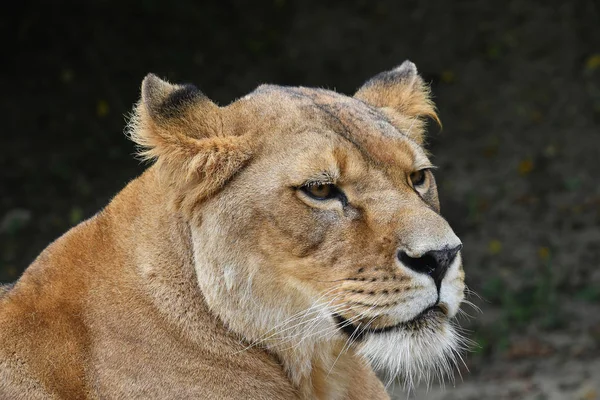 Close up side profile portrait of beautiful mature female African lioness looking away over dark background, low angle view