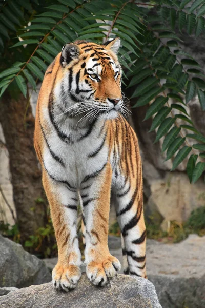 Close Full Length Front Portrait One Young Siberian Tiger Amur — Stock Photo, Image