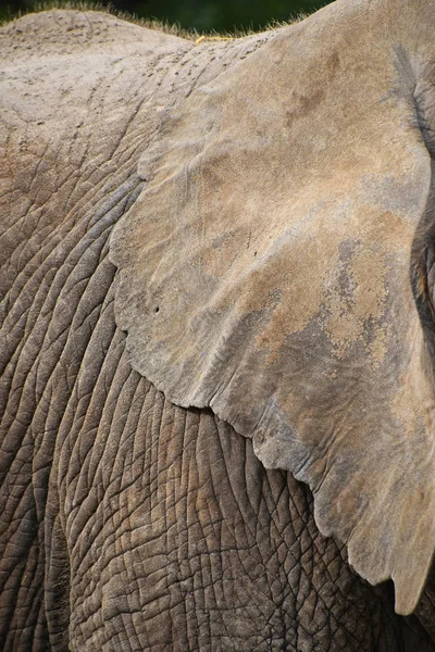 Extrémní Zblízka Ucho Slona Afrického Nízký Úhel Boční Profil Zobrazení — Stock fotografie