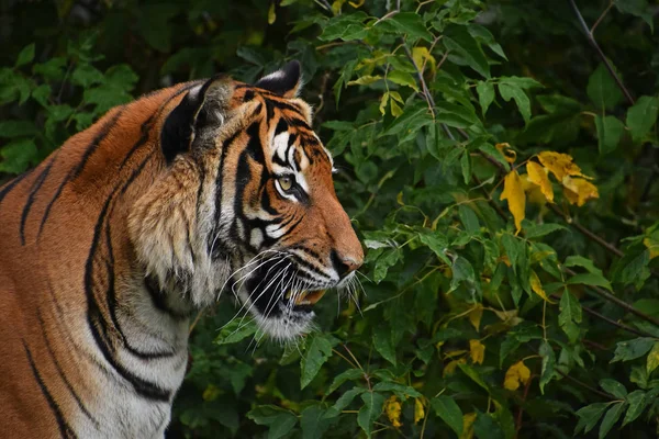 Portrait Latéral Rapproché Tigre Indochinois — Photo