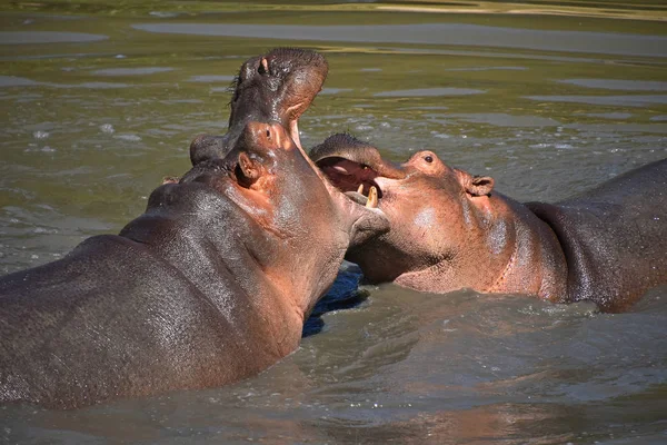 Par Hipopótamos Nadan Juegan Agua — Foto de Stock