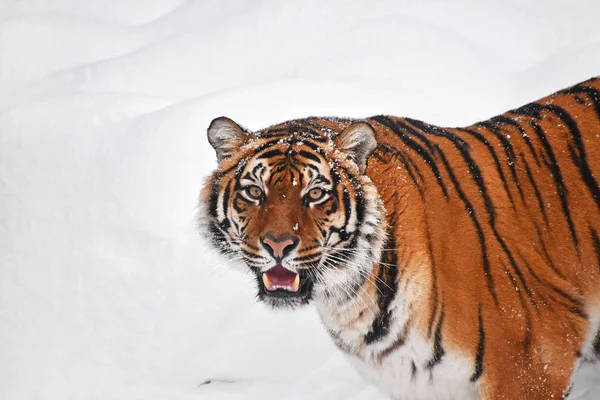 新鮮な白い雪の晴れた冬の日に1人の若いアムール シベリア トラの肖像画を閉じます カメラを見上げます 高い角度のビュー — ストック写真
