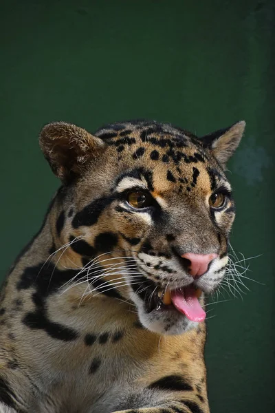 Primer Plano Retrato Frontal Leopardo Joven Nublado Neofelis Nebulosa Mirando —  Fotos de Stock