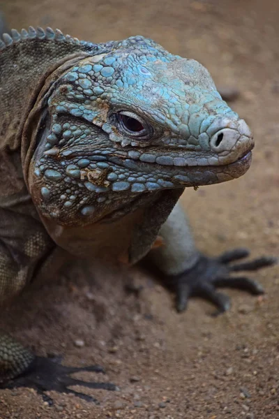 Close Profile Portrait Grand Cayman Blue Iguana Cyclura Lewisi High — Stock Photo, Image