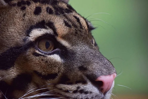 Extreme Close Młody Portret Profil Zachmurzone Leopard Bazalną Patrząc Daleko — Zdjęcie stockowe