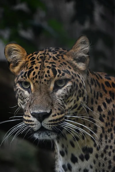 Tváří Tvář Zblízka Portrét Perského Leoparda Panthera Pardus Saxicolor Při — Stock fotografie