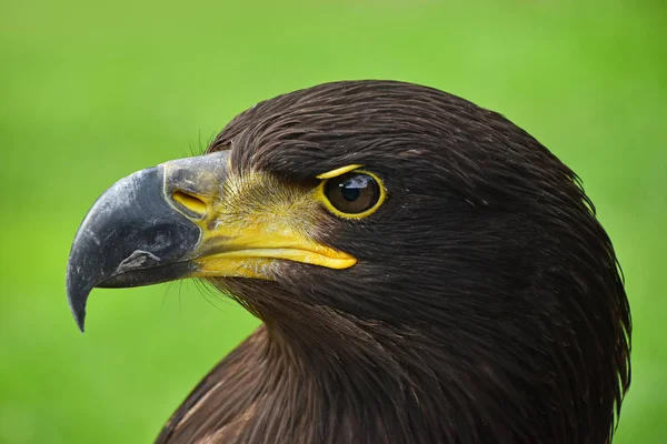 Close up profile portrait of one Golden eagle (Aquila chrysaetos) looking at camera over green background, low angle side view
