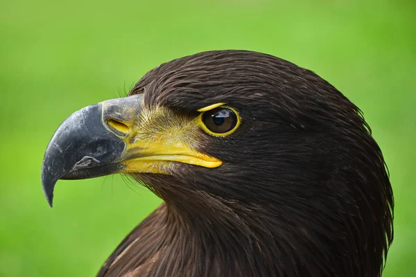 Крупный Профиль Портрета Одного Беркута Aquila Chrysaetos Смотрящего Камеру Зеленом — стоковое фото