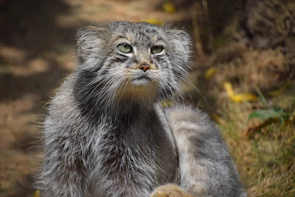 Close Portrait One Cute Manul Kitten Pallas Cat Otocolobus Manul — Stock Photo, Image