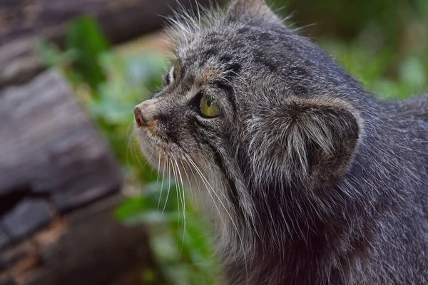 Close up side profile portrait of one cute Manul kitten (The Pallas\'s cat or Otocolobus manul) looking away, low angle view