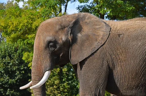 Close up side profile portrait of male African elephant with tusk looking at camera over background of green trees and blue sky, low angle view