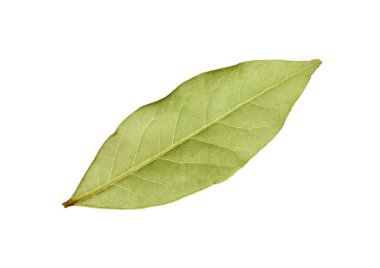 Beyaz arka plan üzerinde yükseltilmiş üstten görünüm, hemen üstüne izole bir yeşil defne yaprağı kadar kapatın