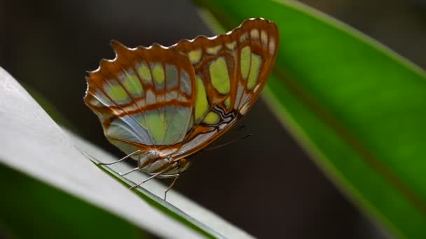 Mariposa Tropical Verde Marrón Hoja — Vídeo de stock