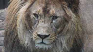 Aşırı yakın erkek aslan portresi
