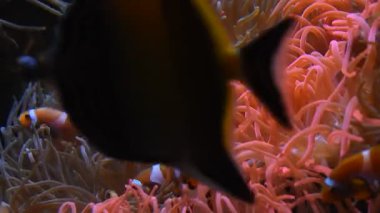 Canlı turuncu renk palyaço balığı veya sualtı mercan pembe deniz anemone tentacles su akvaryum, düşük açılı görünümü arasında yüzme anemonefishes kapatın