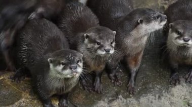 Birkaç nehir su samuru çalıştırın ve buzlu çığlık