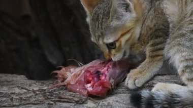 Tavuk eti yeme Arap yaban kedisi kedi yavrusu