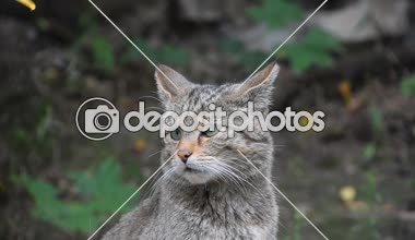 Avrupa vahşi kedi portresi. Yakın çekim.