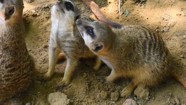 Stäng Upp Två Meerkats Tittar Upp Skärpt — Stockvideo