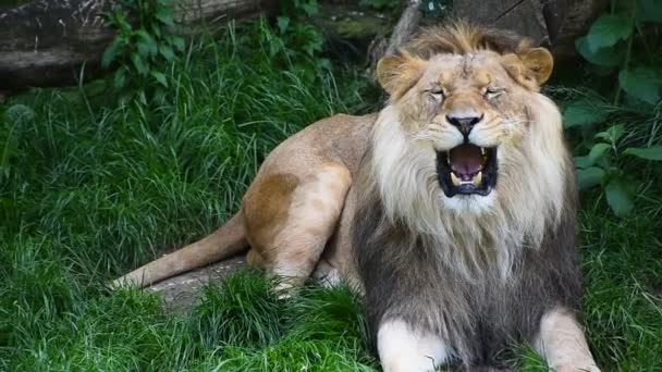 Close Portrait Male Lion Yawning — Stock Video