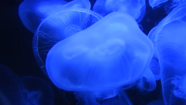 Nombreuses Méduses Nagent Dans Eau Lumière Bleue — Video