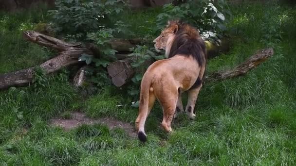 Vista Trasera Cercana Del León Caminando Hierba Verde — Vídeos de Stock