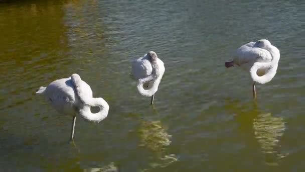 Три Білих Фламінго Стоять Стиглій Воді — стокове відео