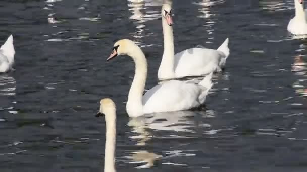 Крупним Планом Білі Лебеді Плавають Рядують Воді — стокове відео