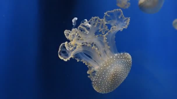 Primer Grupo Medusas Medusas Nadando Agua Del Acuario Luz Azul — Vídeos de Stock