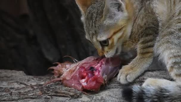 Arabische Wilde Kat Kitten Kippenvlees Eten — Stockvideo