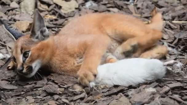 Gros Plan Bébé Caracal Jouant Avec Rat Mort — Video