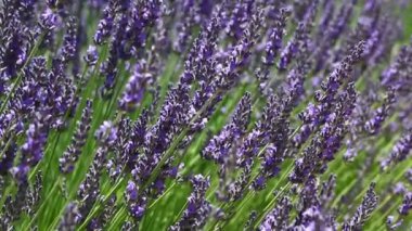 Bal arısı pollen mor lavanta çiçekleri alanında, düşük açılı görünümü kapatın