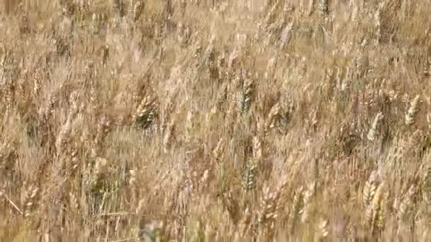 Dicht Tot Uitoefenen Van Rijpe Volwassen Tarwe Volledige Oren Pieken — Stockvideo