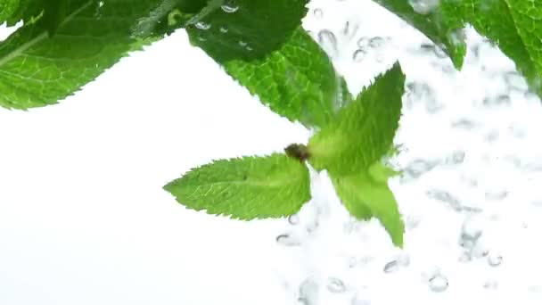 Закройте Несколько Свежих Зеленых Листьев Мяты Плавающих Прозрачной Воде Пузырьками — стоковое видео