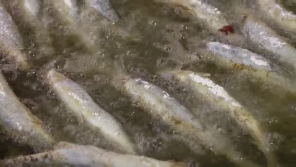 在热铁板油中关闭烹调油炸鲈鱼鱼 高角度看 — 图库视频影像