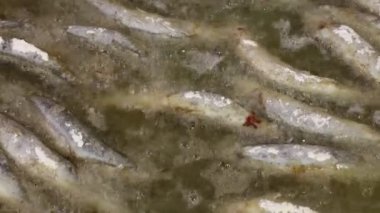 Derin kızarmış levrek balık yüksek açılı görünüş sıcak cızırtılı yağda yemek kapatın